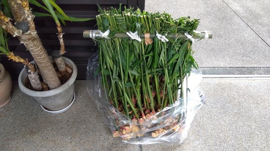 東陽しょうが祭。